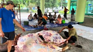 Perhutani divre Jatim, Idul Adha kurban sapi